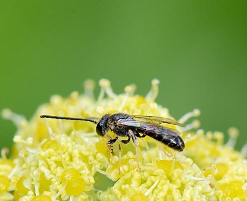 Lasioglossum sp.